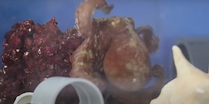 Octopus has a 'nightmare' in amazing footage captured by scientists