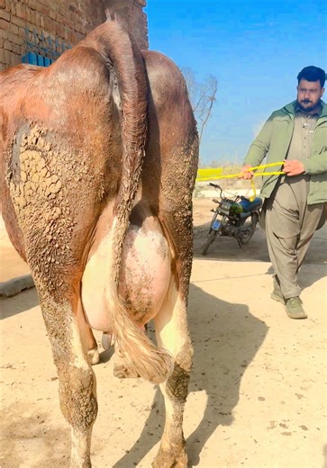 Exploring Cow Farming Techniques with Nader Bhai