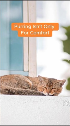 Purring: The Secret Language of Calm Cats