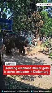THE GOAN | Trending #elephant Omkar gets a warm welcome in #Dodamarg #Goa #News #OmkarTheElephant #WildLife | The Goan