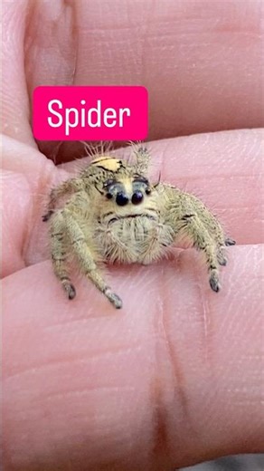 This spider is talking something #wildlife