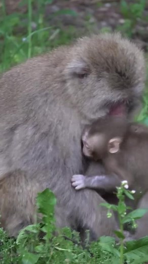 2.1K views · 79 reactions | Baby Monkeys in Japan Are Living Their Best Life  #MonkeyJapan #SnowMonkeys #JapaneseMacaque #MonkeyLife #WildlifeJapan #NatureLovers #CuteAnimals #AnimalWorld #JapanTravel #ExploreJapan #HotSpringMonkeys #NatureDaily | Monkey USA | Facebook