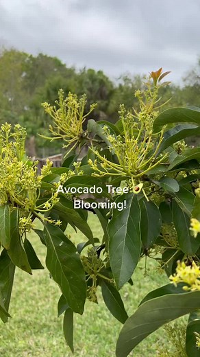 Blooming Avocado Tree in Florida
