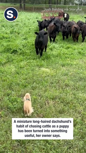 This little dog is strong, but mighty! 💪 | storyful