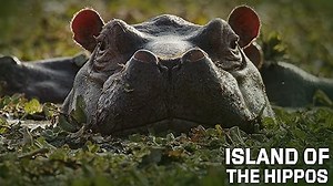 Nature: Cold Warriors: Wolves and Buffalo