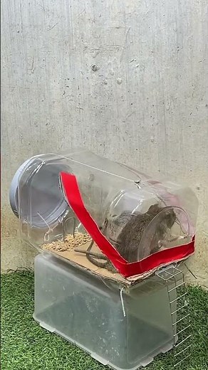 How Many Mice Are in Your House? (Signs of Infestation) #rat #rattrap #ratzapper #diymousetrap