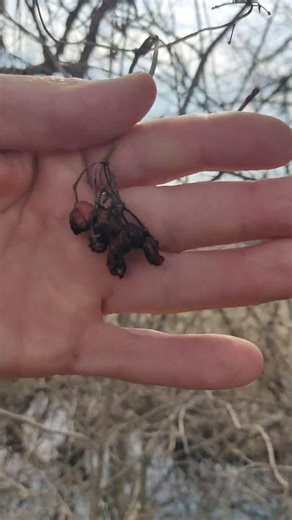 Red viburnum: when can it be planted and where can it be found?