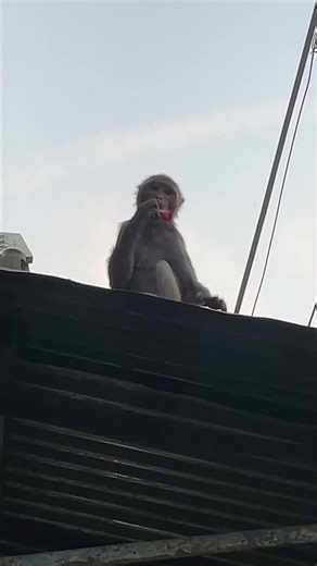 #monkey 🙈 #like
