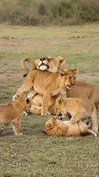 Sister Lionesses Enjoying Time with Their Cubs | Kruger National Park