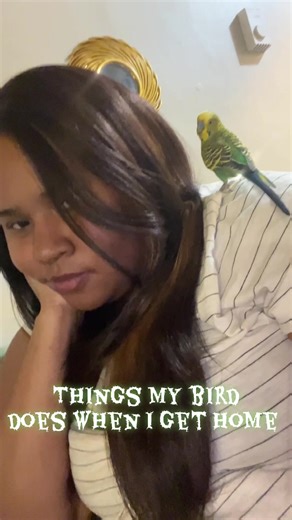 Things parakeets like to do. #birds #parrot #pets #fyp #budgie