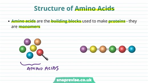 12.Proteins_ Structure of Amino Acids _ A-level Biology _ OCR, AQA, Edexcel