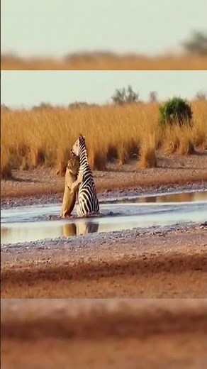 A Spectacular Lion Hunt Ends in a Dramatic Zebra Capture