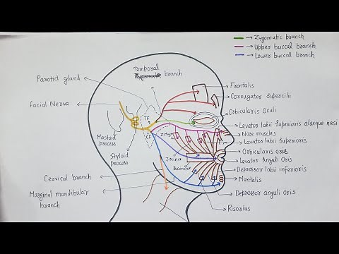 NERVE SUPPLY OF FACE ( Motor supply )