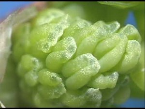 THE SEA IN THE SEED-Sperm of Ginkgo biloba and Reproductive Evolution in Plants-