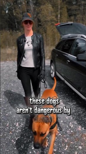 The Truth Behind Hybrid Guard Dogs 😳