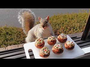Squirrels' reactions to stuffed mushrooms