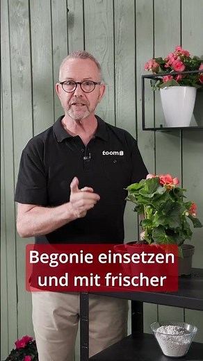 Caring for begonias: How to keep them healthy and blooming | toom plant tips #shorts #toom #plants