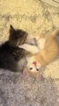 Anxiety Relief for Dogs\n\nWhile You're Away | Calming Music &\n\nAll-Day Videos for Dogs@RobinSeplut