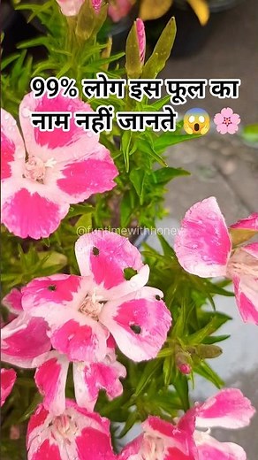 Godetia (Clarkia Amoena) Plant | Stunning Flowers