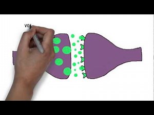 Synapses - NEW AQA A-level Bioloy Spec | Teaching Resources