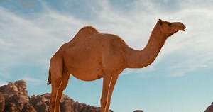 Wild Camel Standing Among Rocks Wadi Stock Footage Video (100% Royalty-free) 1100379309 | Shutterstock