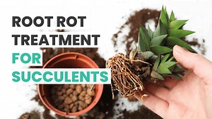 2.1K views · 205 reactions | Root Rot Treatment for Succulents  | Succulents Box | Facebook