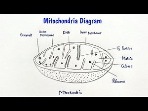 How to draw mitochondria easily | Mitochondria diagram step by step.