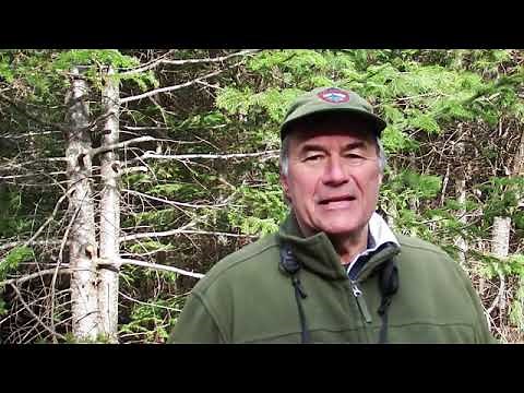 How to identify bird trills