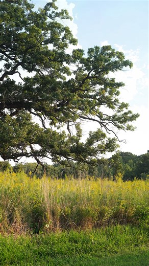 Oak savannas (also called oak openings) were once common in the Midwest. Now they are rare. This transitional ecosystem is where prairie meets forest, with tall grasses, wildflowers, and scattered oaks. The spreading crown on this old Burr Oak tells a story. Even in the woods today, it stands as a remnant of an oak savanna that once was. | The Conservation Foundation