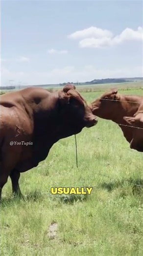 Why do farmers use only one bull to breed all of them? #facts