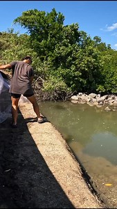 Throwing Cast Net #castnet #northqueensland #shuteharbour #pottymullet #livebait | Luke Falzon