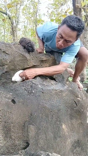 many animals have thick fur in these mountains #shortvideo #fypシ゚viral