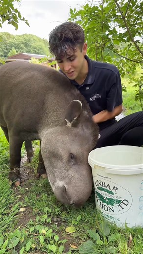 218K views · 7.9K reactions | Everyone meet Teddy the Lowland Tapir! ❤️ | Kyle Thomas | Facebook