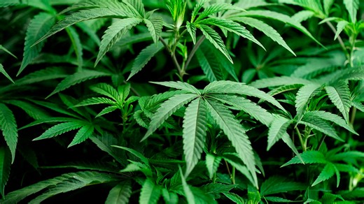 Medical cannabis industry gearing up on WNC's Qualla Boundary