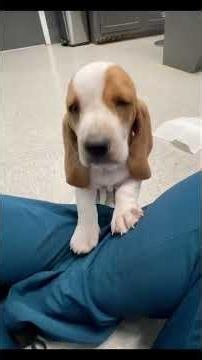 These Beagle Puppies Are Impossibly Cute #puppies #beagle #adorable