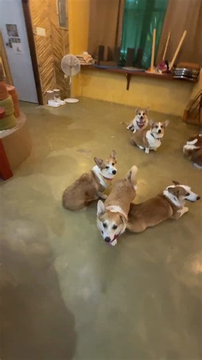 Our first modeling gig… and we SERVED (cuteness and chaos) 💅🐶 Here's what went down behind the scenes 🎬 Next stop: Vogue Pets edition! 😗 📍 We are located at Jacking Horse, Catangnan ⏰ [OPENING HOURS] 9:00 AM - 12:30PM | 3:00 PM - 7:00 PM #corgicafe #islacorgis #siargaocorgis #islacorgis #corgicafe #corgi #siargao #corgi #corgisofinstagram #siargaobrunch #siargaorestaurant #siargaocafe #siargaotour #siargaotriisland #siargaobeach | Isla Corgis Siargao