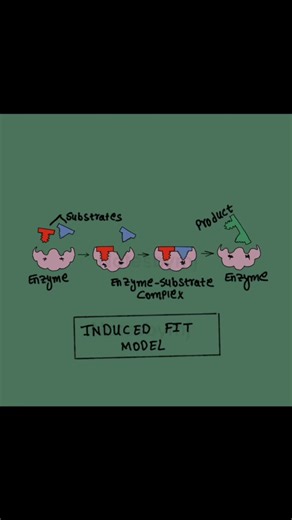 Enzyme Inhibition Graphs Explained! 📉 . . . . . How do inhibitors affect 🧪 We’re looking at Enzyme Inhibition graphs to compare competitive and non-competitive inhibitors against a normal enzyme reaction. Save this for your biochemistry revision! . . . . . #Enzymes #Biochemistry #StudyWithMe . . . . . .