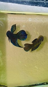 Alien/wild Betta.. | YOUTH DREAM