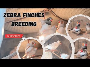 Finch Mating | Zebra Finch Breeding
