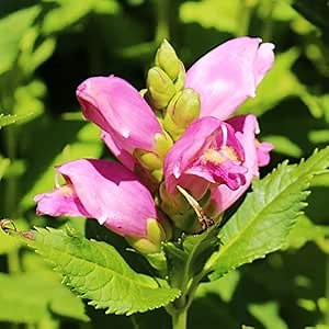 Rose Turtlehead Flower Root - Naturalizing - Perennializing - Easy to Grow Live Plants - Outdoor Part-Shade Garden - Native Plant