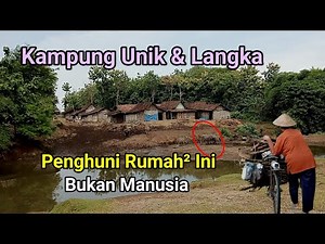 Unique and Rare Buffalo Village on Java Island in Widodaren, Ngawi, East Java. Hundreds of Buffal...