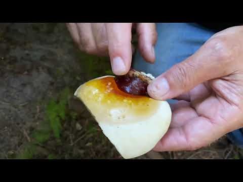 Foraging and Cooking Ganoderma oregonense with Paul Stamets