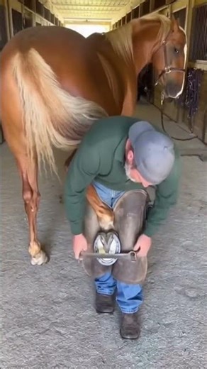 Horses Dropping Bombs In The Most Awkward Situations #Shorts #Shorts