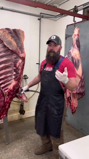 Bison Front Quarter into Chuck and Rib Sections #bison #butcher #meat #chuck #rib #meat #meatlover #educational #tutorial #professional #sharpknife #saw #steaklover #beardedbutcher #fyp #viral