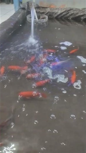 Ikan Mas Komet #shorts