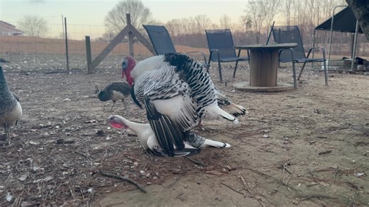 15K reactions · 179 shares | Learning about Turkey's. | Snead’s Farmhouse | Facebook