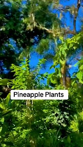 Pineapple plants explained #pineapple #pineappleplant #permaculturelife #andrethefarmer #growyourownfood | Andre The Farmer