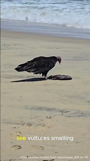 How do birds find food