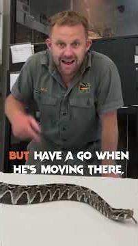 Insane Appearance Of This Deadly EXOTIC Snake! #VenomDiaries #RhinoViper #Snakes