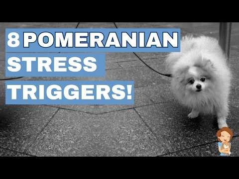 8 Surprising Things That Stress Pomeranians Out (Most Owners Miss #7)